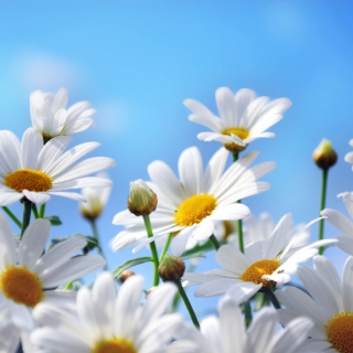 Daisies sfondi gratuiti per iPad