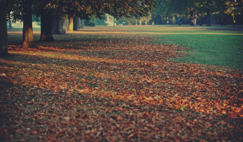 Fondo de pantalla Autumn Leaves Rug 1024x600