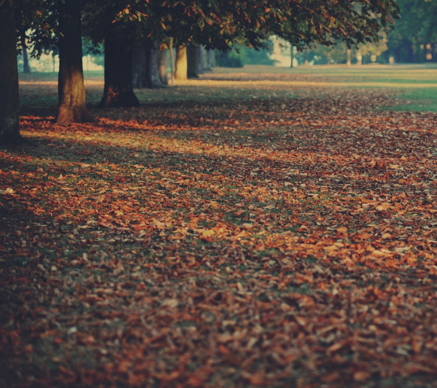 Screenshot №1 pro téma Autumn Leaves Rug 1440x1280