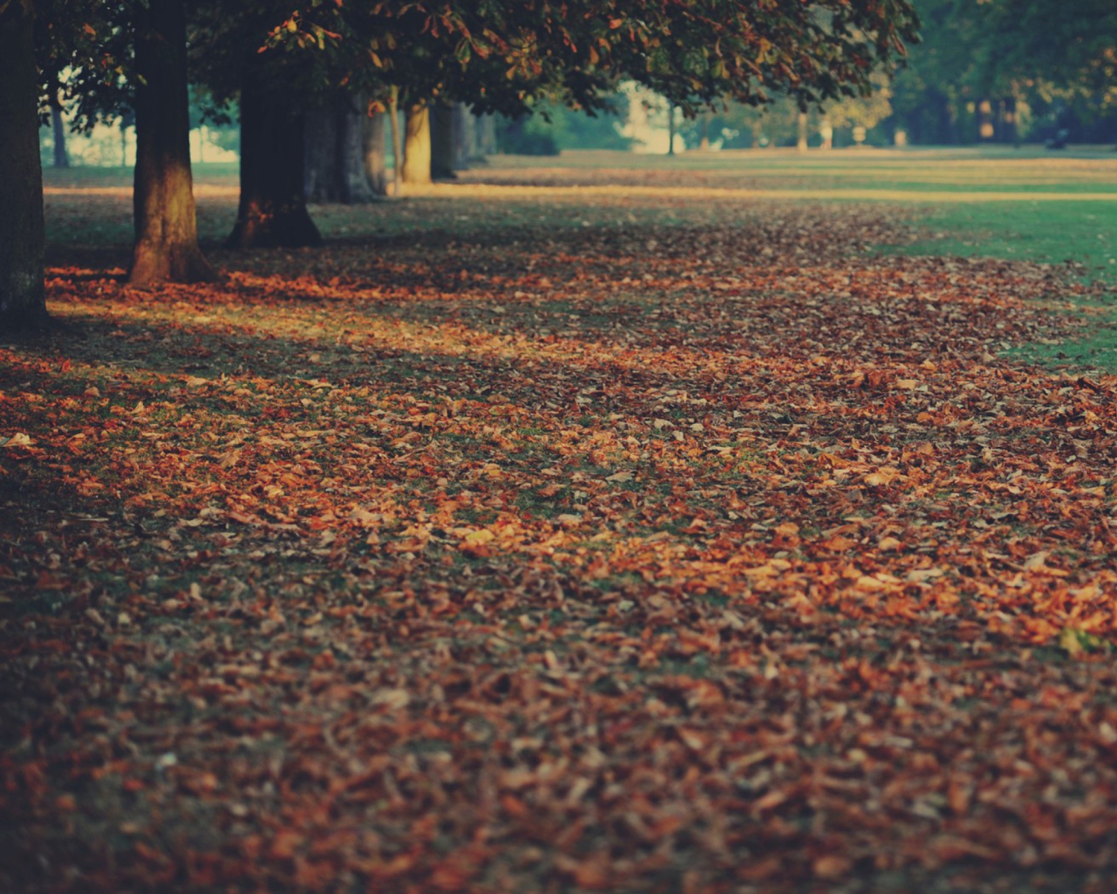 Обои Autumn Leaves Rug 1600x1280