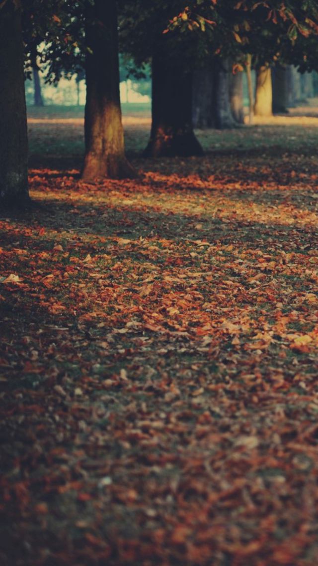 Screenshot №1 pro téma Autumn Leaves Rug 640x1136