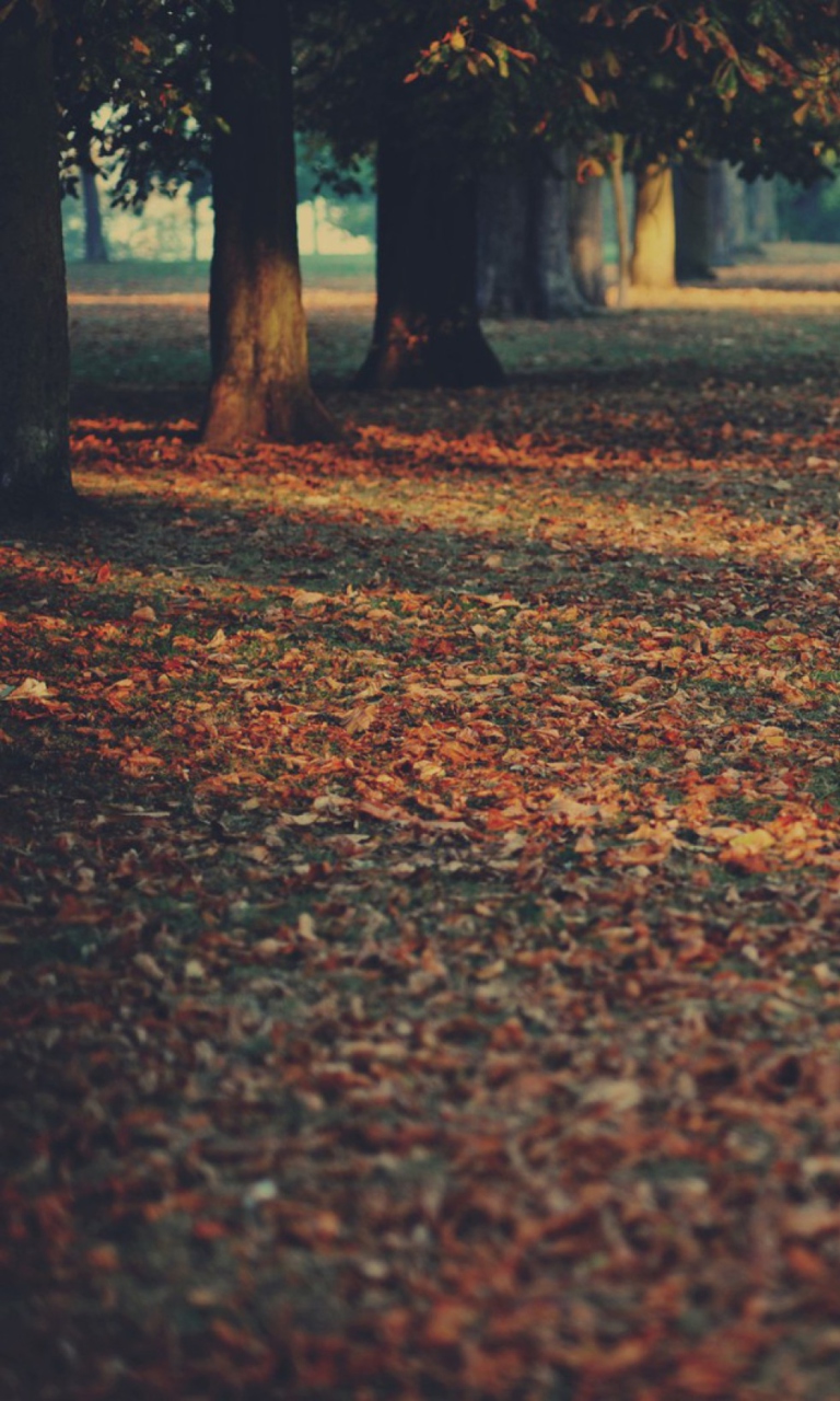 Autumn Leaves Rug screenshot #1 768x1280