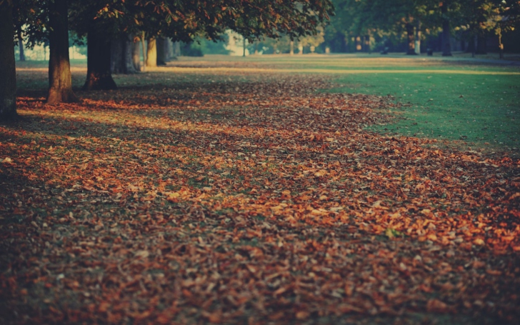 Screenshot №1 pro téma Autumn Leaves Rug