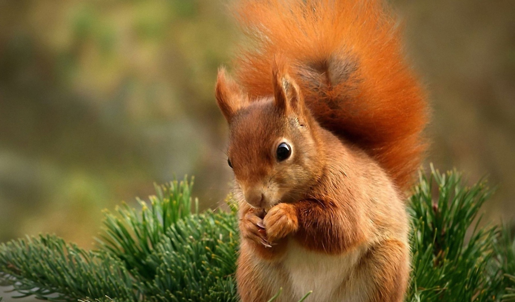 Squirrel Eating Nut wallpaper 1024x600