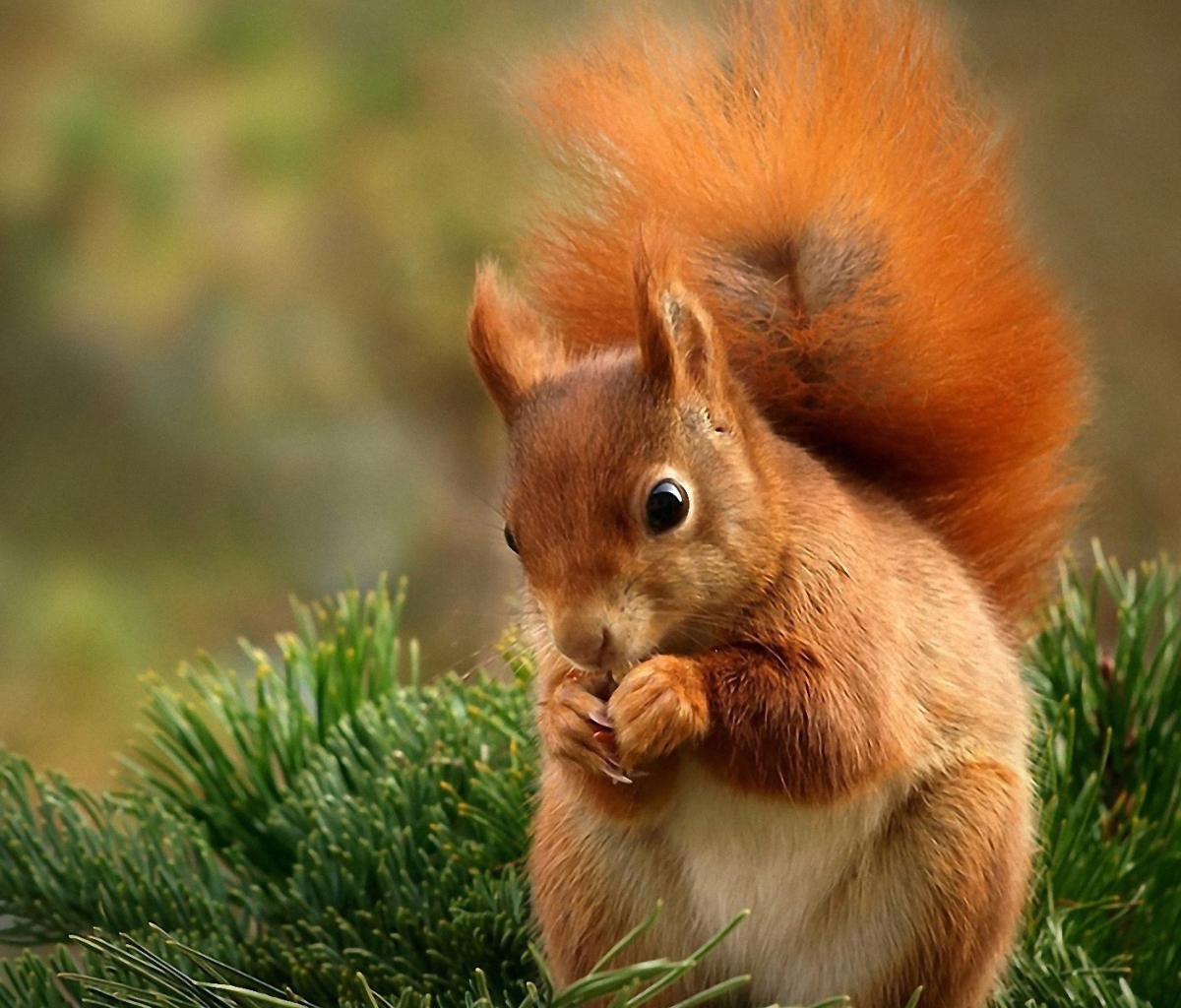Screenshot №1 pro téma Squirrel Eating Nut 1200x1024