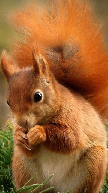 Squirrel Eating Nut screenshot #1 360x640