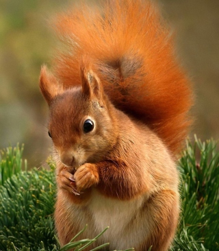 Squirrel Eating Nut - Obrázkek zdarma pro 640x960