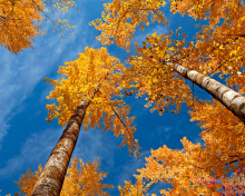 Das Rusty Trees And Blue Sky Wallpaper 220x176