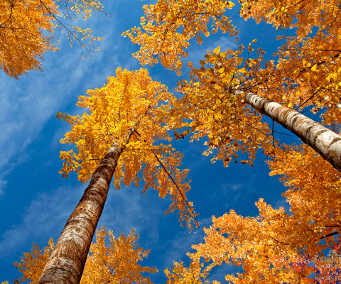 Sfondi Rusty Trees And Blue Sky 480x400
