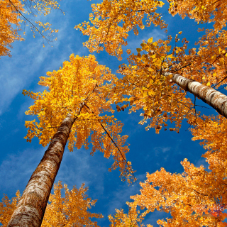 Kostenloses Rusty Trees And Blue Sky Wallpaper für iPad 3