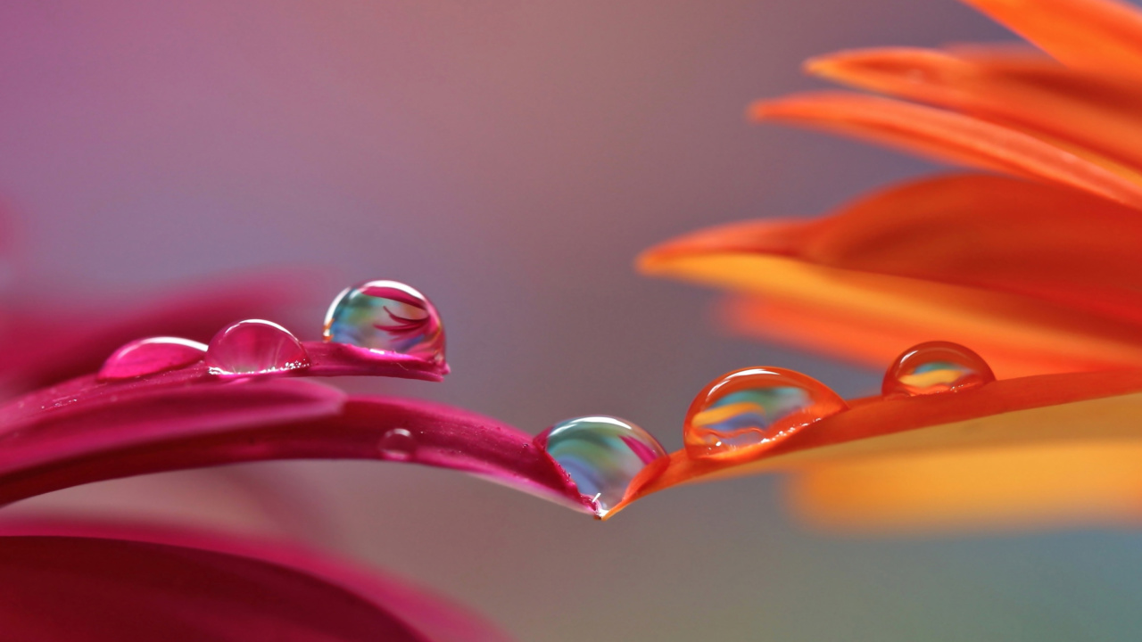 Das Morning Dew Wallpaper 1280x720