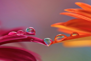 Kostenloses Morning Dew Wallpaper für Android, iPhone und iPad