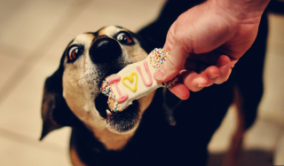 I Love My Dog - Obrázkek zdarma pro Samsung Galaxy Q