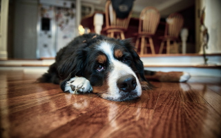 Tired Dog - Obrázkek zdarma pro Samsung Galaxy Tab 3