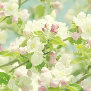 Spring Flowers sfondi gratuiti per iPad mini