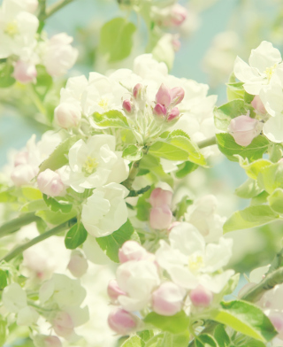 Spring Flowers - Obrázkek zdarma pro 640x960