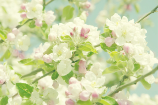 Spring Flowers - Obrázkek zdarma pro Fullscreen Desktop 1280x1024