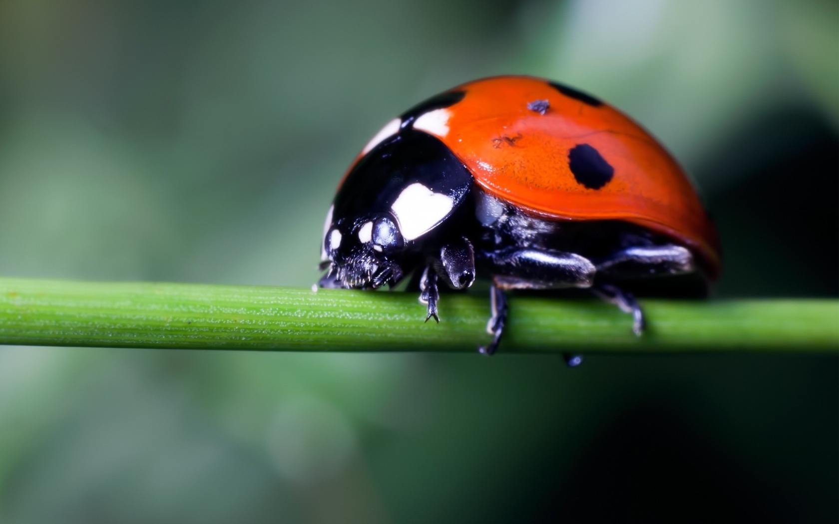 Sfondi Ladybug On Green Branch 1680x1050
