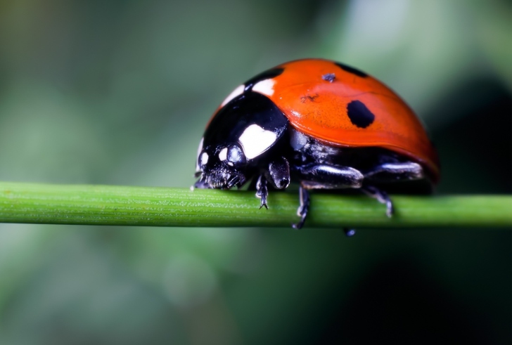 Fondo de pantalla Ladybug On Green Branch