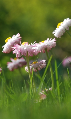 Daisies Meadow wallpaper 240x400