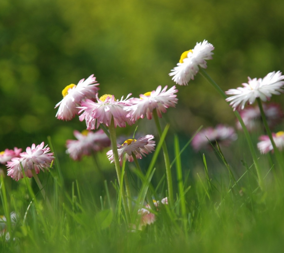 Daisies Meadow wallpaper 960x854