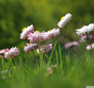 Kostenloses Daisies Meadow Wallpaper für 208x208