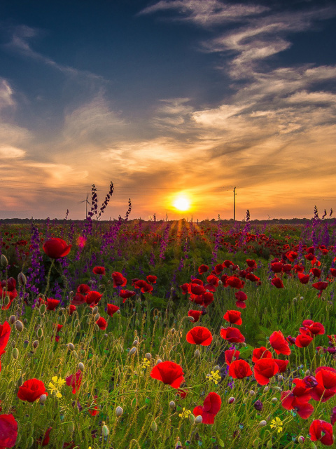 Early Morning in Crimea screenshot #1 480x640