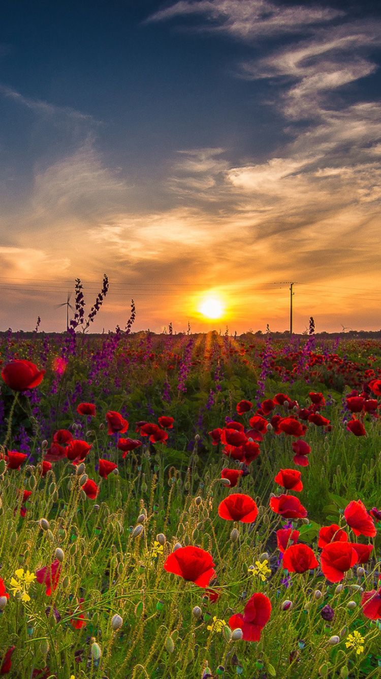 Das Early Morning in Crimea Wallpaper 750x1334