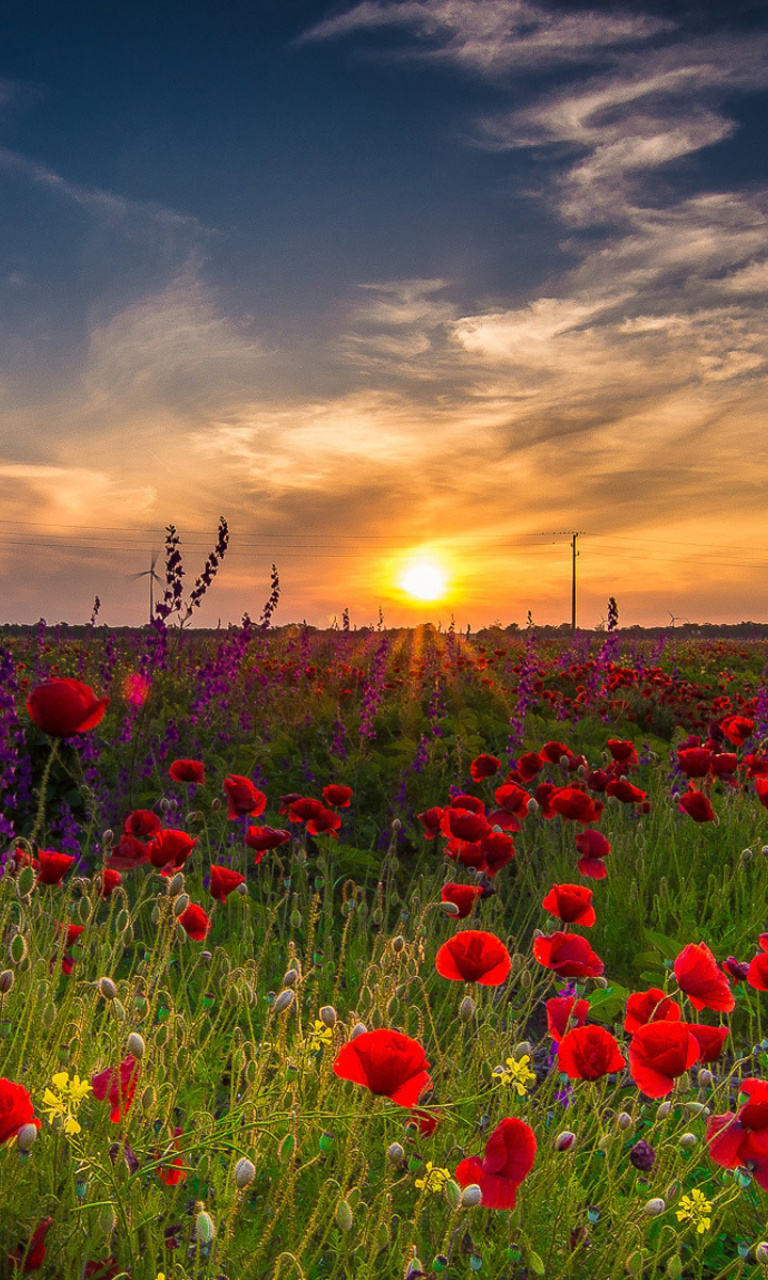 Early Morning in Crimea wallpaper 768x1280