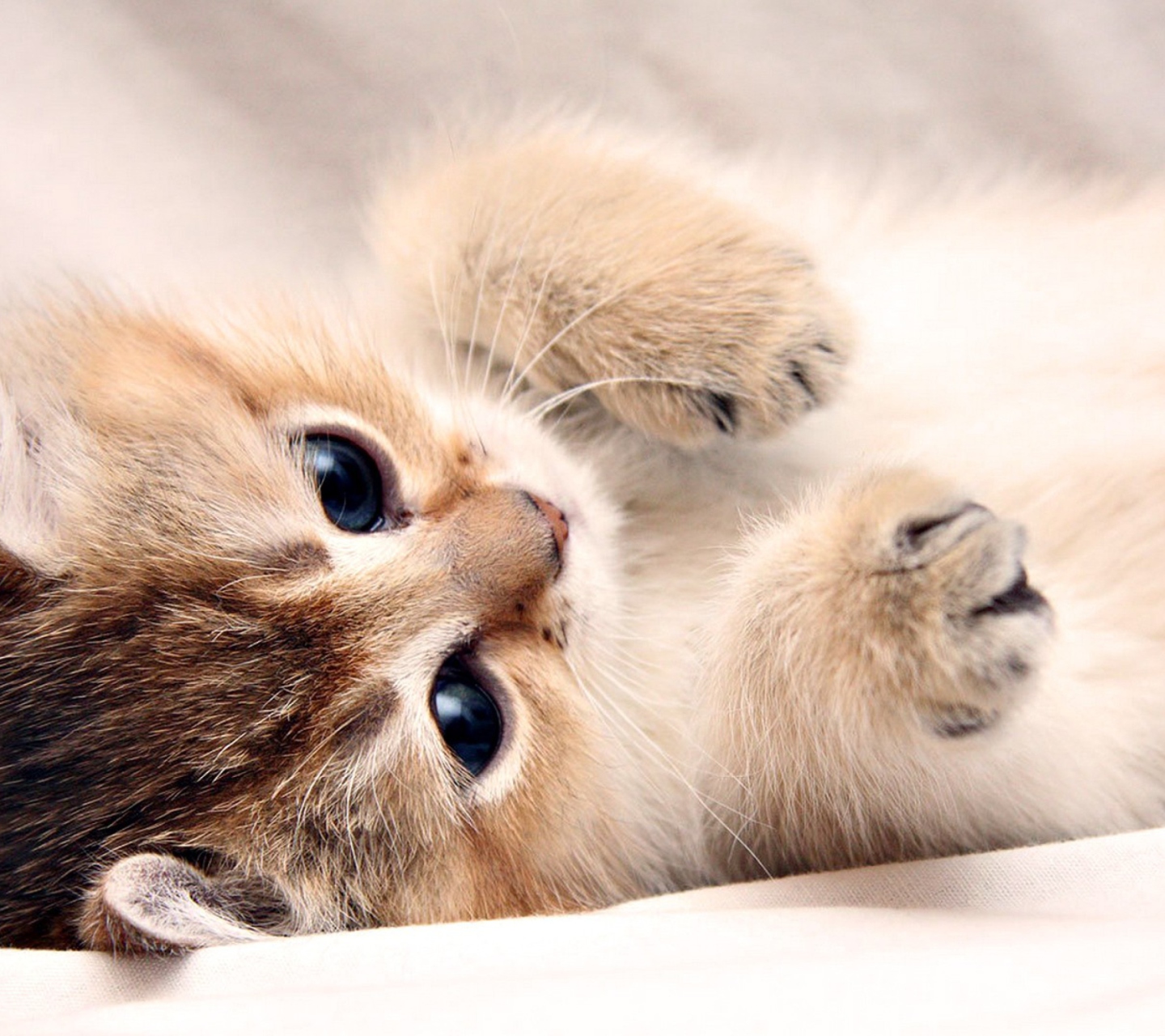 Screenshot №1 pro téma Kitten Cute 1440x1280