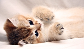 Kitten Cute Background for Android, iPhone and iPad