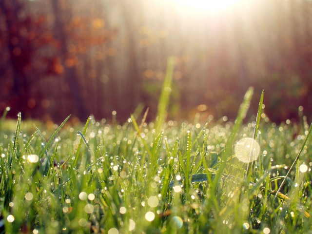 Grass And Morning Dew wallpaper 640x480