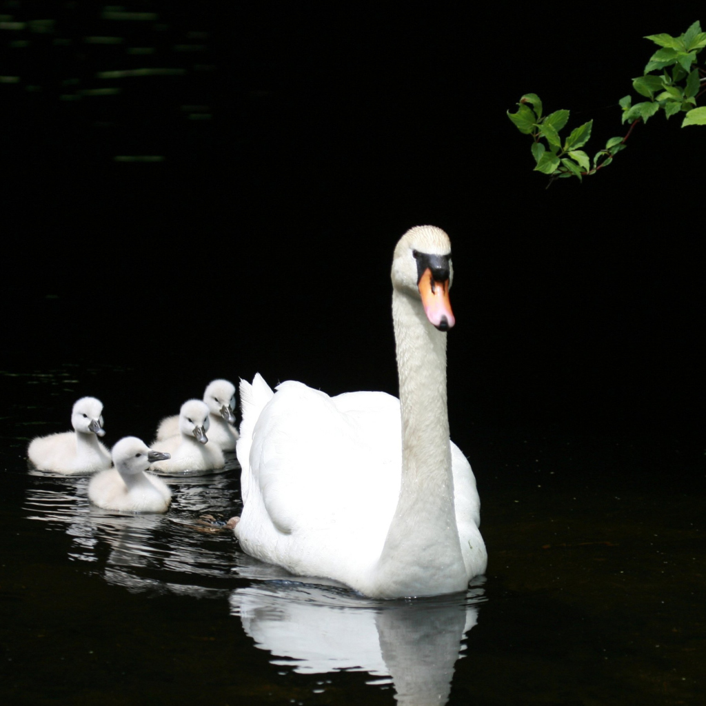 Обои Swan Family 1024x1024