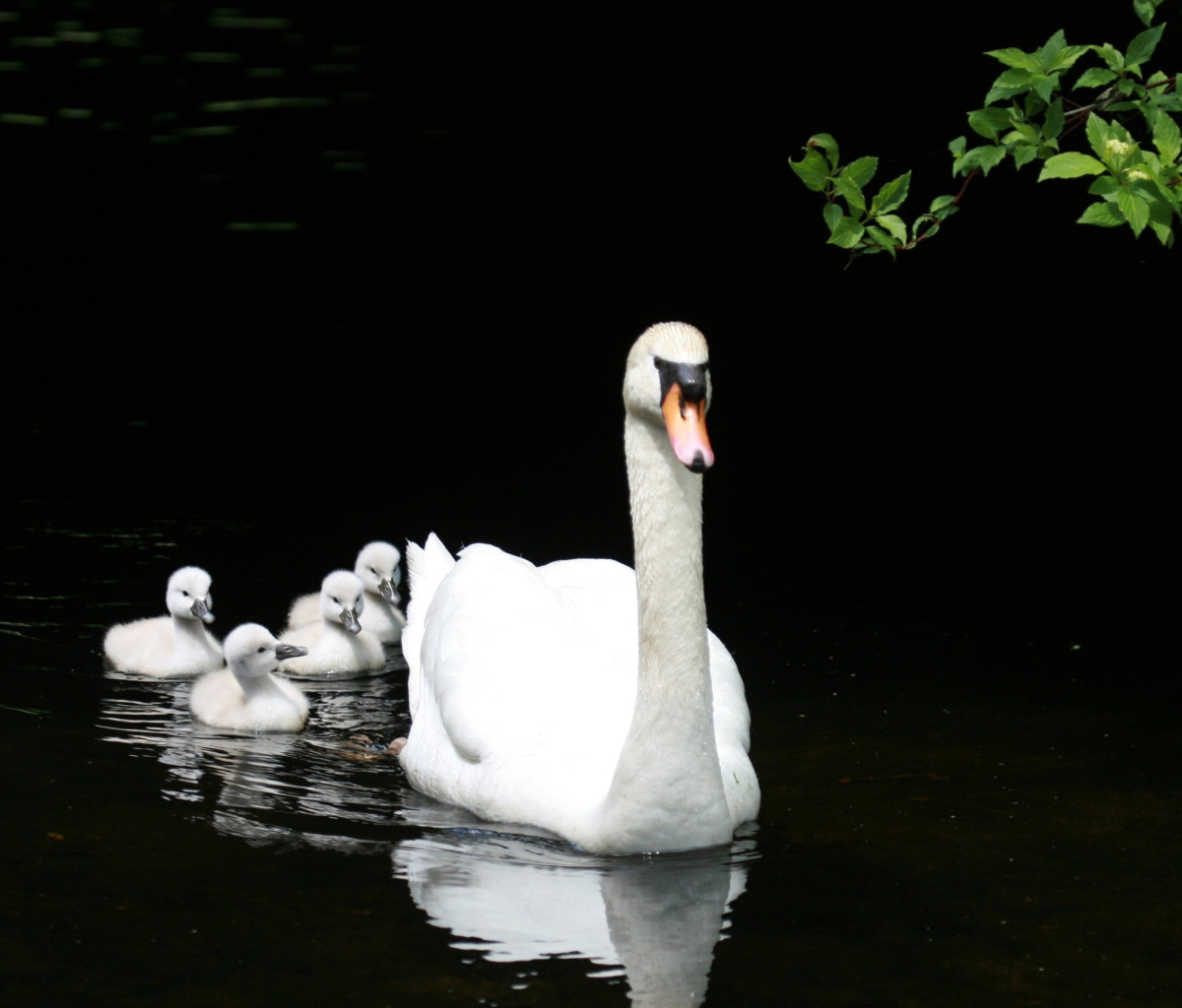 Fondo de pantalla Swan Family 1200x1024