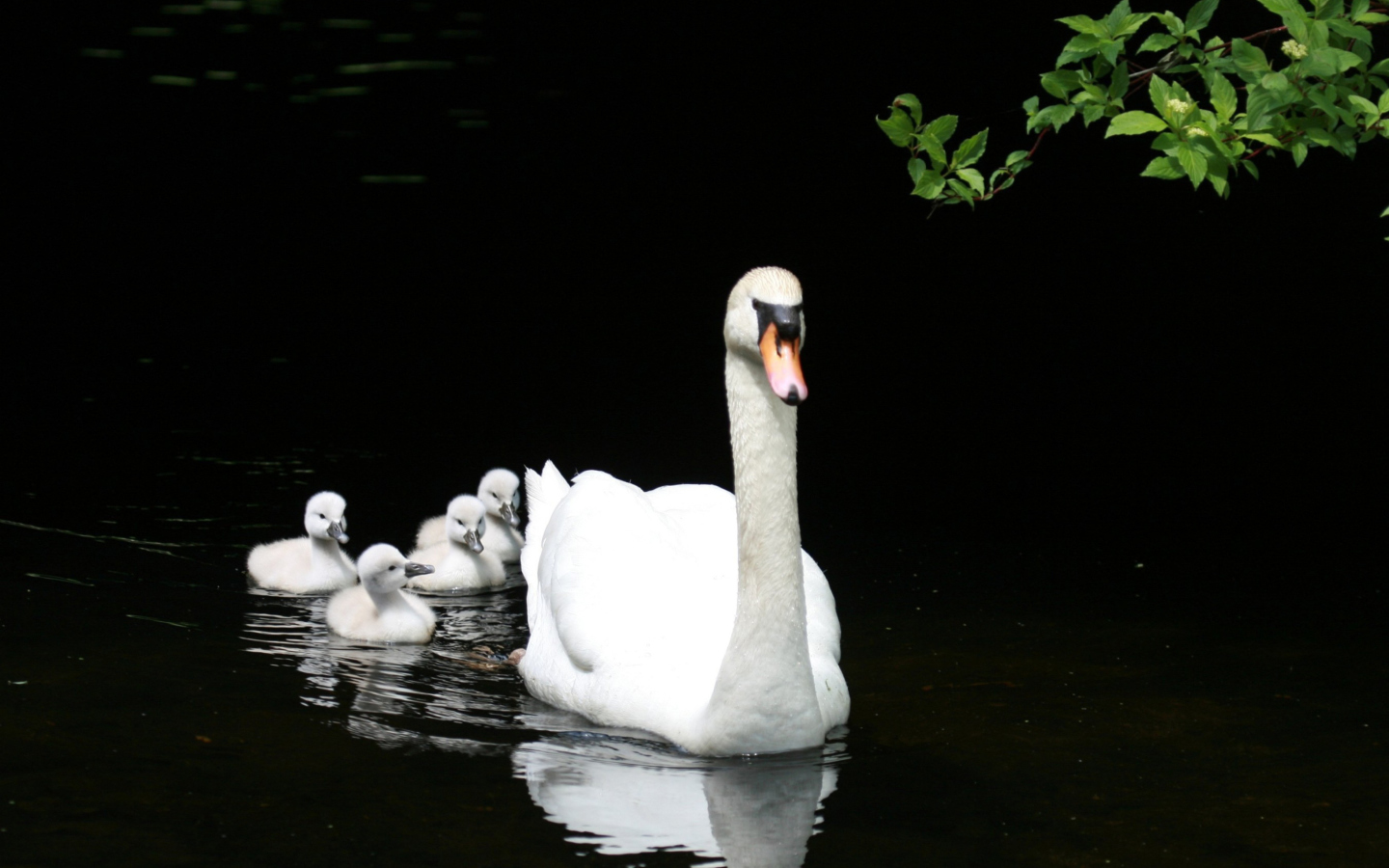 Sfondi Swan Family 1440x900