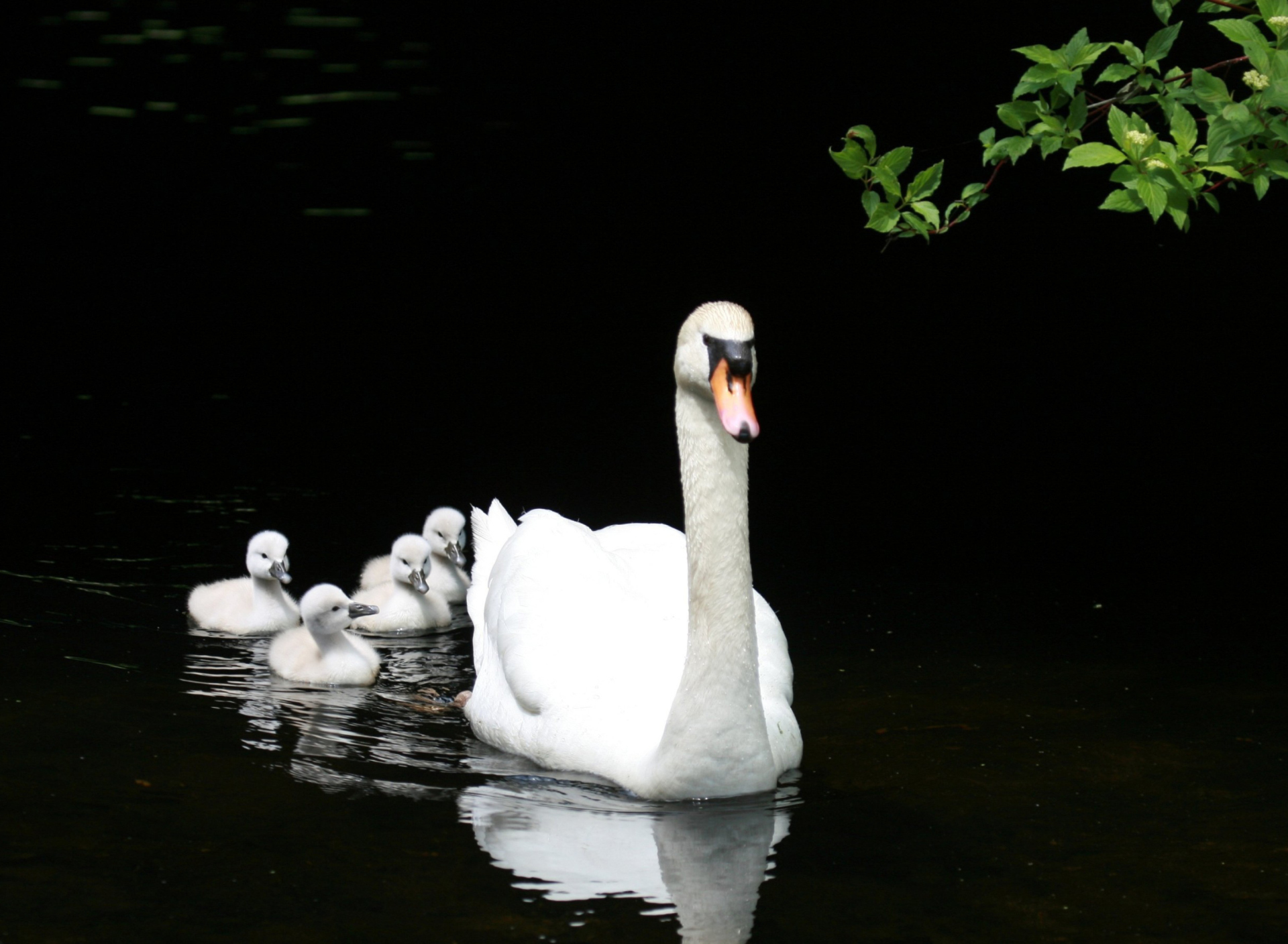 Screenshot №1 pro téma Swan Family 1920x1408