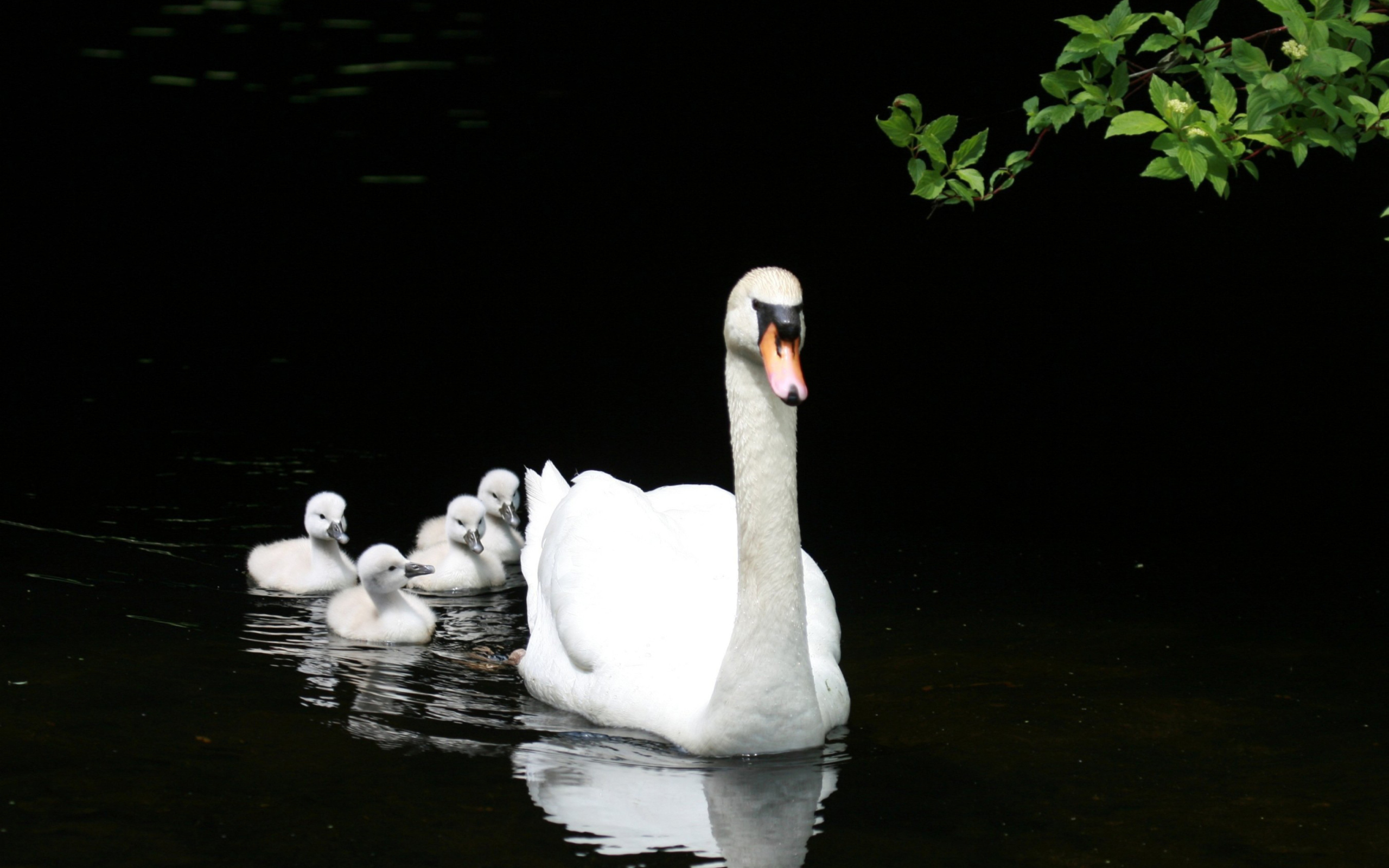 Screenshot №1 pro téma Swan Family 2560x1600