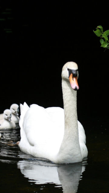 Fondo de pantalla Swan Family 360x640