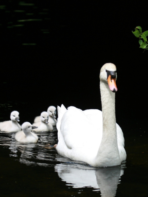 Das Swan Family Wallpaper 480x640