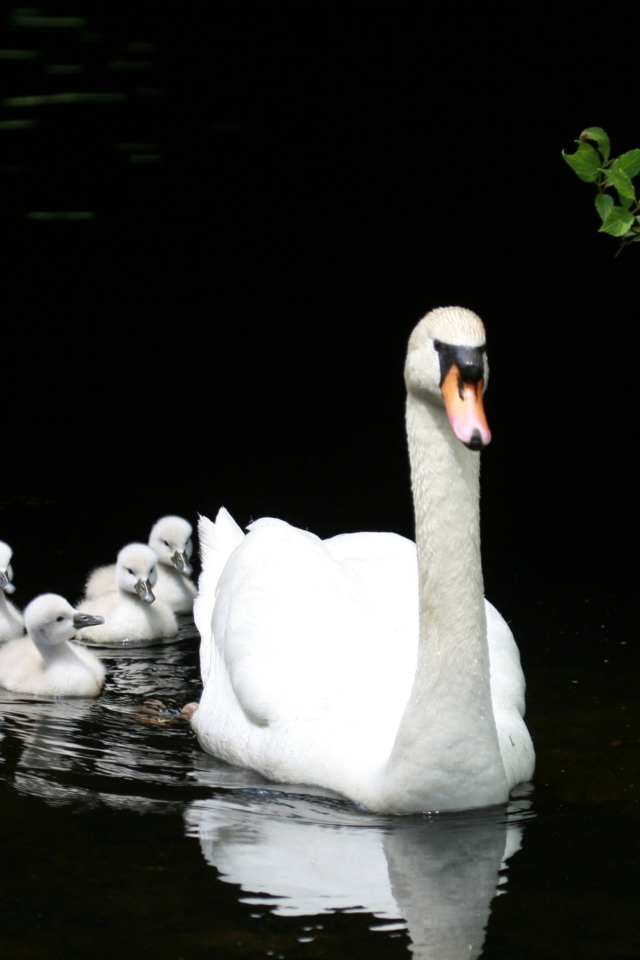 Обои Swan Family 640x960