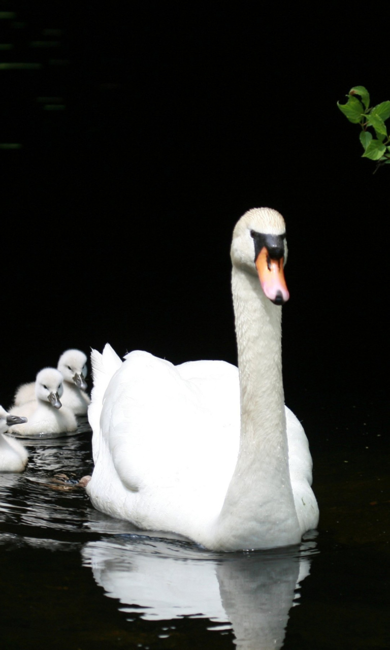 Обои Swan Family 768x1280