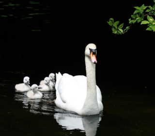 Обои Swan Family на iPad mini 2