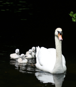 Swan Family - Obrázkek zdarma pro 240x320