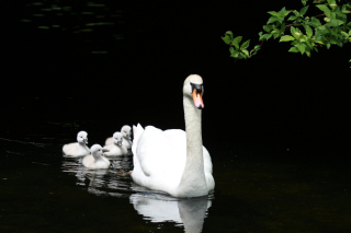 Обои Swan Family для андроида