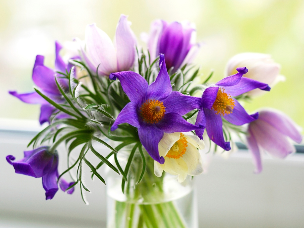 Обои Purple Pulsatilla Flowers 1024x768