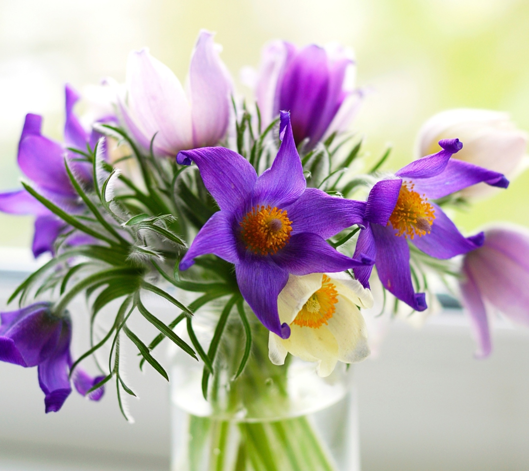 Fondo de pantalla Purple Pulsatilla Flowers 1080x960