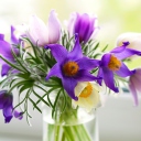 Sfondi Purple Pulsatilla Flowers 128x128