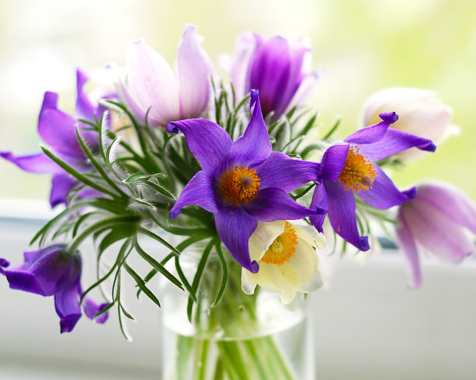 Purple Pulsatilla Flowers screenshot #1 1600x1280