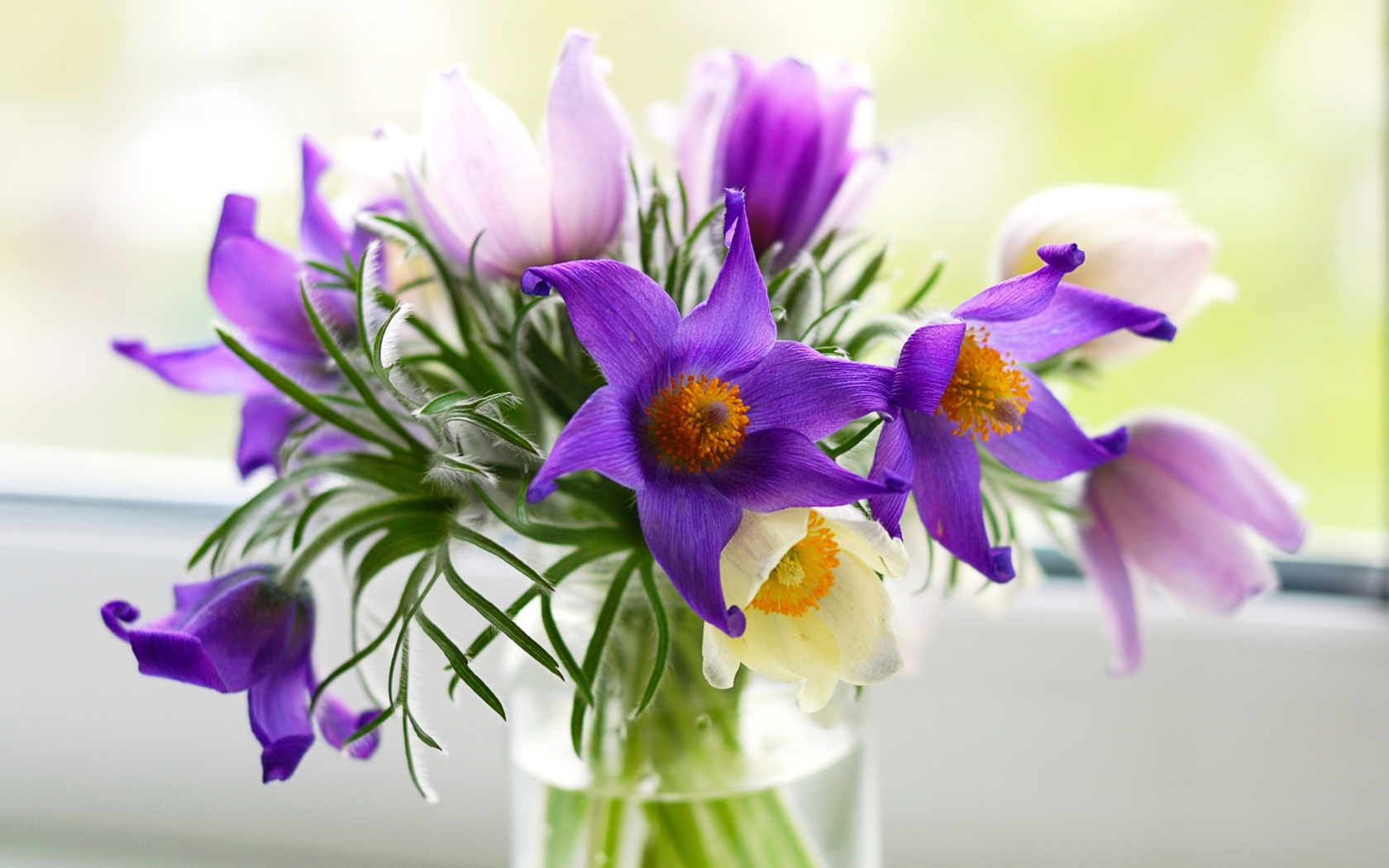 Fondo de pantalla Purple Pulsatilla Flowers 1680x1050
