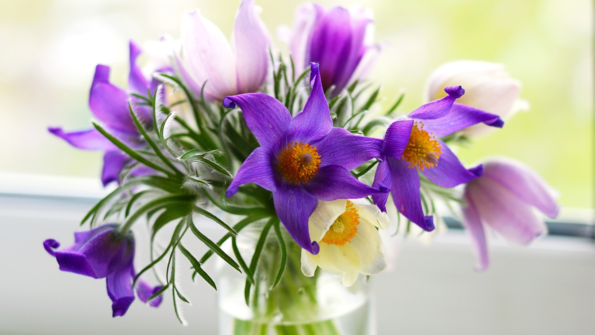 Sfondi Purple Pulsatilla Flowers 1920x1080